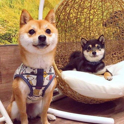 豆柴小犬在线观看,萌宠成长记在线观看攻略